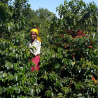 Kenya Sakami, note di frutta matura e pratiche sostenibili.