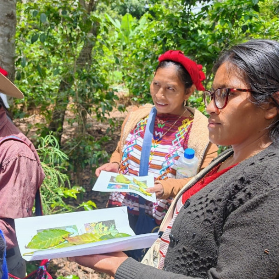 "Produttrice di caffè dell’Asociación de Agricultores El Esfuerzo, Guatemala Café FEMENINO, Slow Food Coffee Coalition"