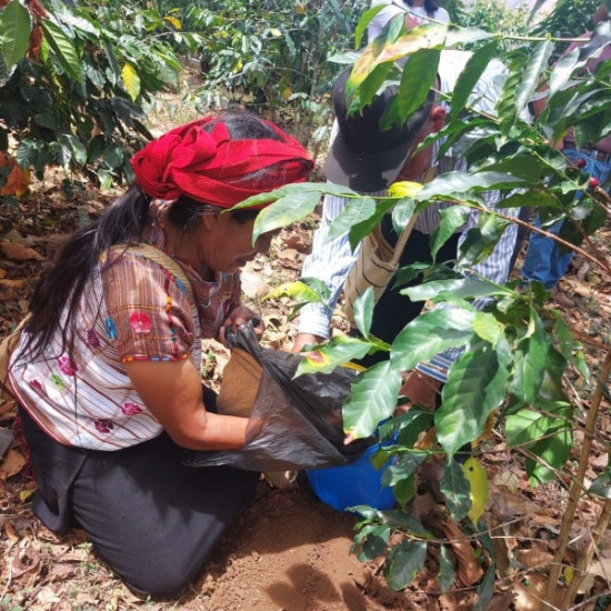 "Produttrice di caffè dell’Asociación de Agricultores El Esfuerzo, Guatemala Café FEMENINO, Slow Food Coffee Coalition"