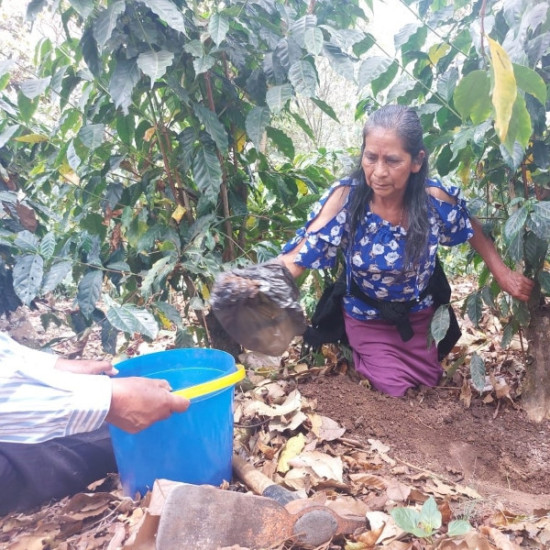 "Produttrice di caffè dell’Asociación de Agricultores El Esfuerzo, Guatemala Café FEMENINO, Slow Food Coffee Coalition"