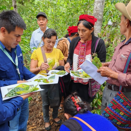 "Coffee producer of the Asociación de Agricultores El Esfuerzo, Guatemala Café FEMENINO, Slow Food Coffee Coalition"