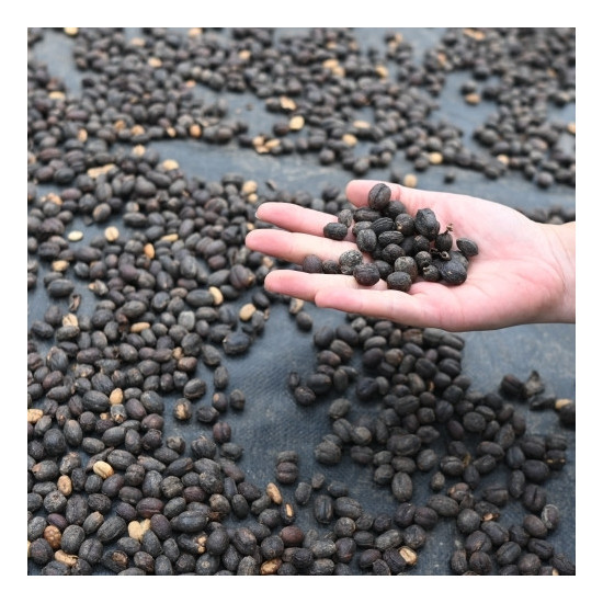 Raccolta e lavorazione naturale del Bajawa Forest Coffee nelle foreste vulcaniche di Flores, Indonesia.