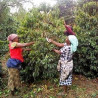 Kenya Kabngetuny - Ground Filter | 360Caffe Shop