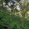 Messico - Nahua - Slow Food CC - Specialty Coffee - Beans | 360Caffe Shop